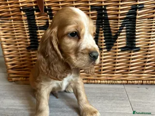 Cocker Spaniel dogs Show type Cocker spaniel puppies - Advert 17