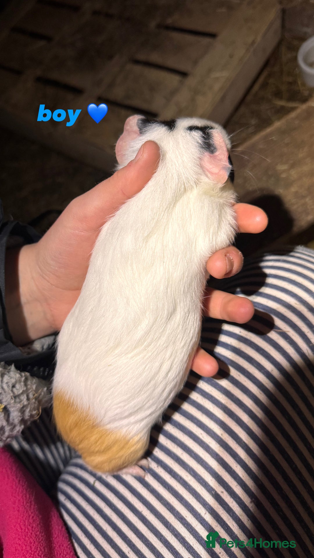 Guinea Pig rodents for sale: baby guinea pigs for sale!  - Advert 10