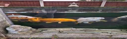 Koi Carp fish for sale: Koi carp all different for sale in Stoke-on-Trent - Advert 8