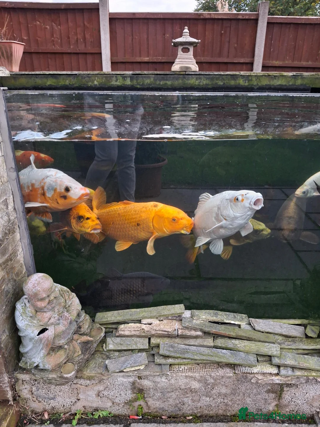 Koi Carp fish for sale: Koi carp all different for sale in Stoke-on-Trent - Advert 8