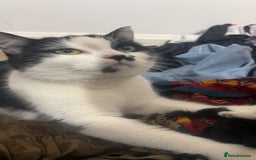 Scottish Fold cats for sale: Scottish straight cat - Image 4