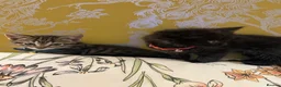 Ragamese cats for sale: Ragameze  - Advert 5