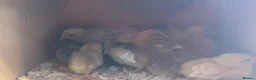 Quail poultry for sale: Chinese / button quail chicks  - Advert 3