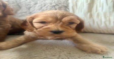 Cockapoo dogs - Advert 4