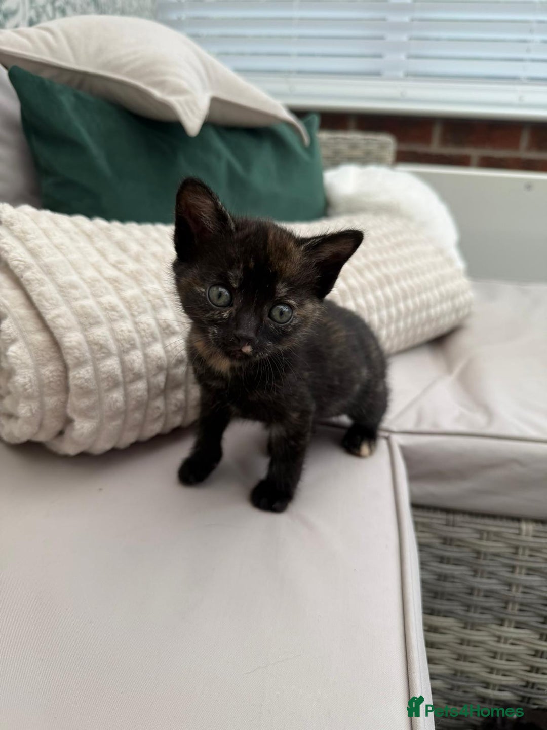 British Shorthair cats for sale: British Shorthair kittens girls - Image 3