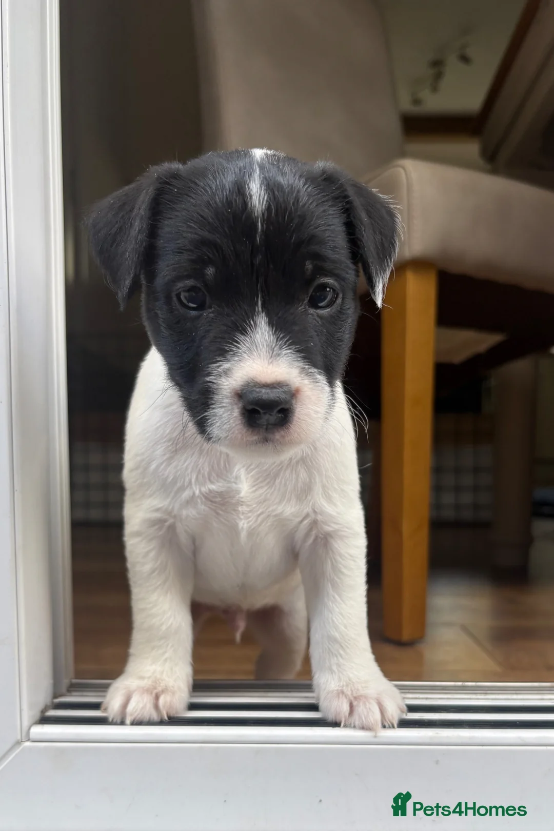 Parson Russell dogs for sale: Gorgeous Litter of Parson Terrier puppies  - Advert 2