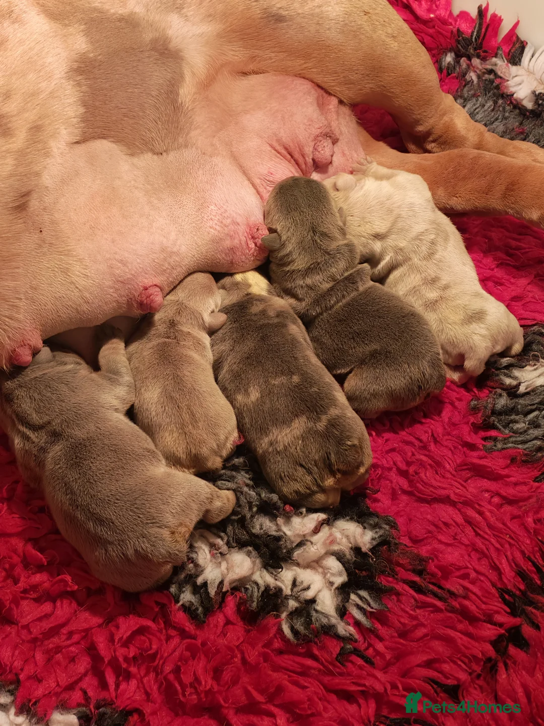 English Bulldog dogs for sale: English bulldog  - Advert 21