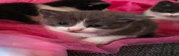 Mixed Breed cats for sale: Adorable Kittens  - Advert 13