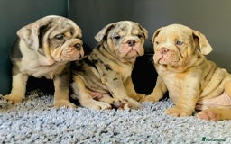English Bulldog dogs for sale: READY NOW LILAC MERLE ENGLISH BULLDOG BOY in Gunnislake - Image 15