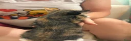 Mixed Breed cats for sale: 4 beautiful kittens 1 boy 3 girls  - Advert 8