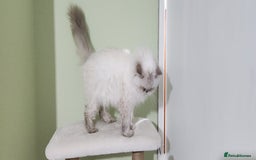 Persian cats for sale: Pure Persian kitten, champion bloodline  - Image 7