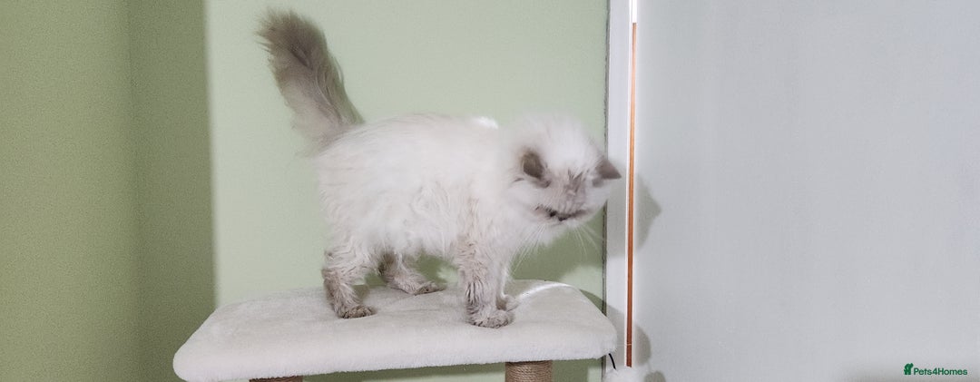 Persian cats for sale: Pure Persian kitten, champion bloodline  - Image 7
