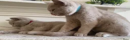 British Shorthair cats for sale: Championship line GCCF British Shorthair Kittens - Advert 25