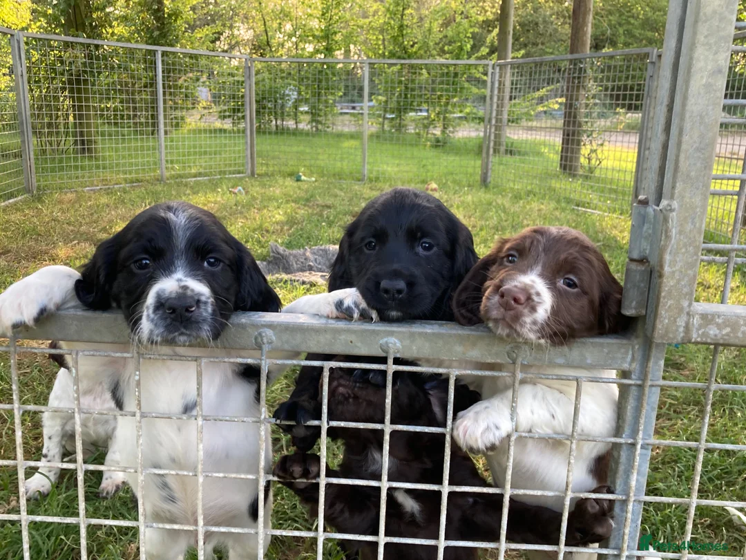 Sprocker dogs for sale: Sprocker Spaniel puppies  - Advert 2