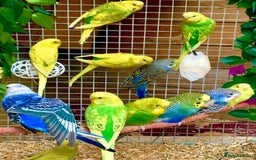 Budgerigars birds for sale: Beautiful Baby Budgies & Cages - Various Mutations - Image 1