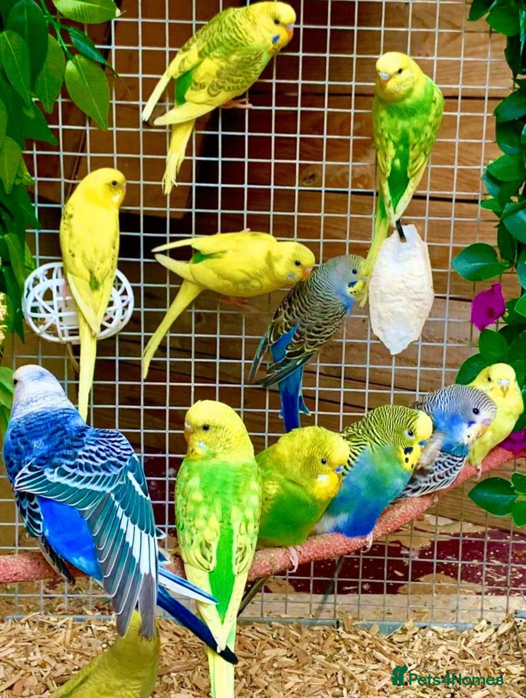 Budgerigars birds for sale: Beautiful Baby Budgies & Cages - Various Mutations - Image 1