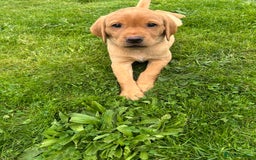 Labrador Retriever dogs for sale: KC REG FOX RED LABRADOR PUPPIES - Image 2