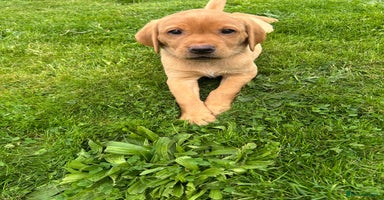 Labrador Retriever dogs - Advert 2