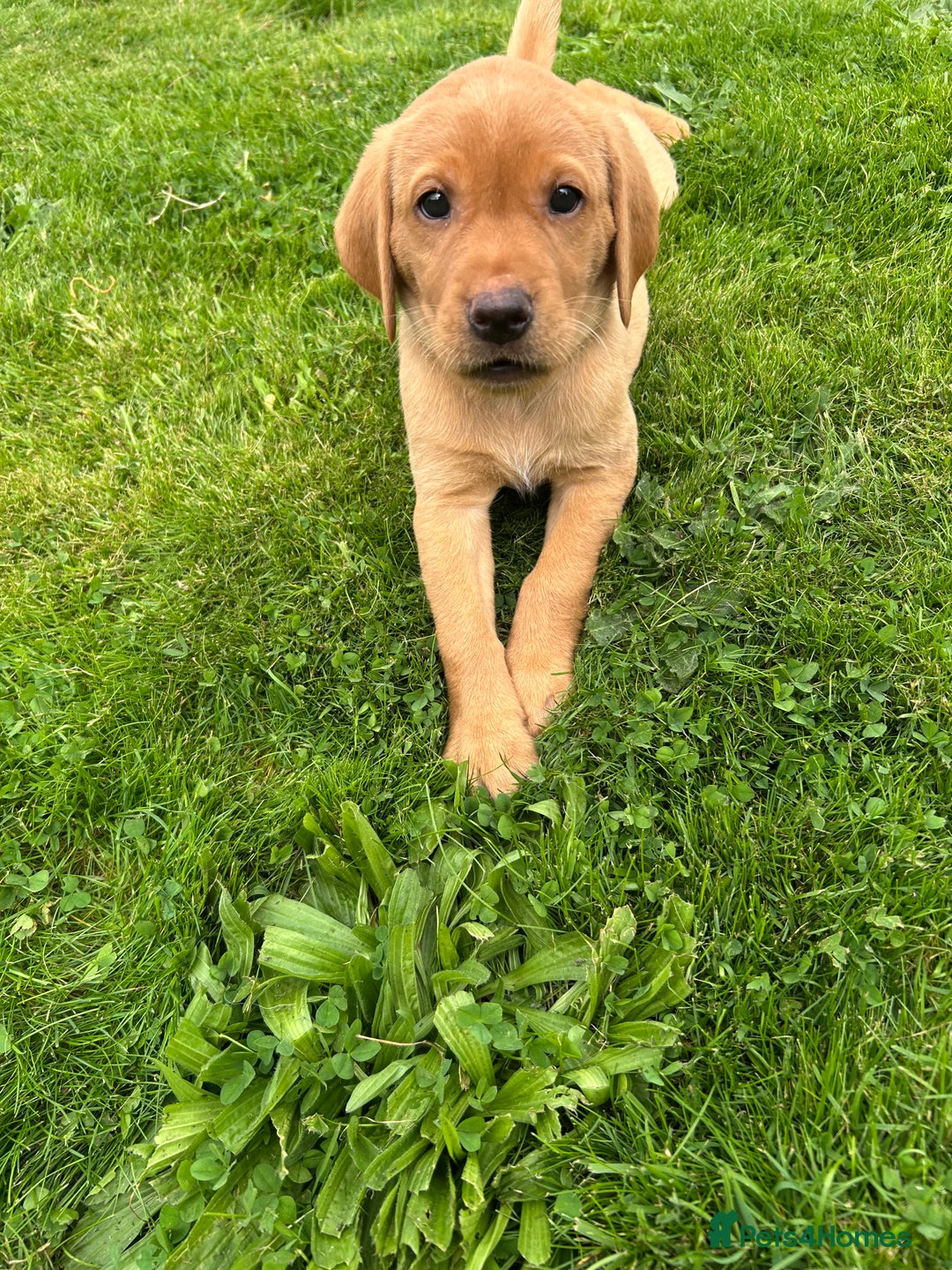 Labrador Retriever dogs for sale: KC REG FOX RED LABRADOR PUPPIES - Image 2
