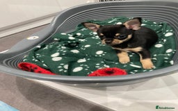 Chihuahua dogs for sale: 3 Beautiful Chihuahua puppies for sale  - Advert 6