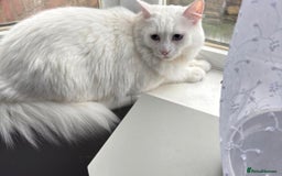 Turkish Angora cats for sale: BEAUTIFUL TURKISH ANGORA CAT (NEED TO GO ASAP ‼️) - Advert 1
