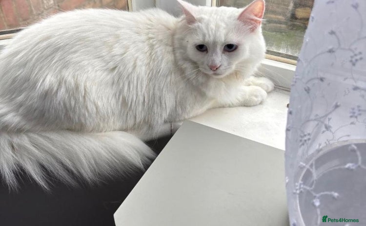 Turkish Angora cats BEAUTIFUL TURKISH ANGORA CAT (NEED TO GO ASAP ‼️) - Advert 3