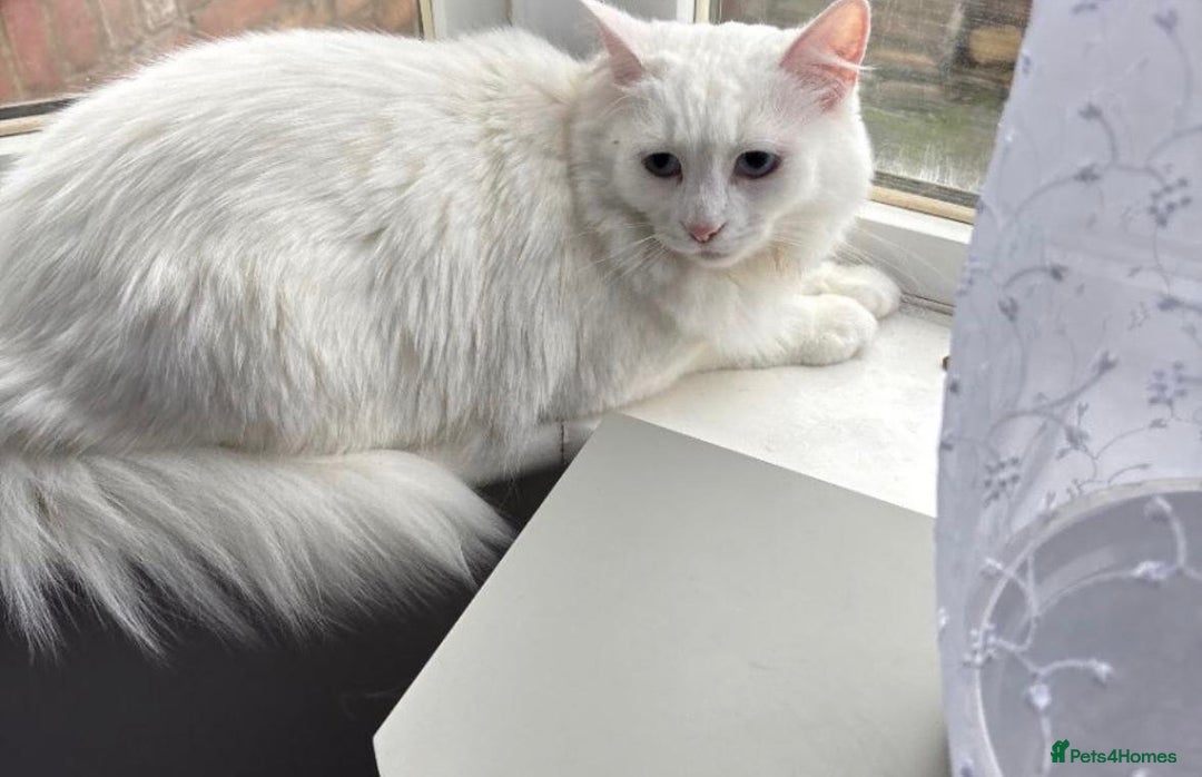 Turkish Angora cats for sale: BEAUTIFUL TURKISH ANGORA CAT (NEED TO GO ASAP ‼️) - Advert 1