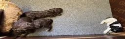 Cockapoo dogs for sale: F1 Cockapoo puppies - Advert 7