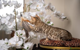 Bengal cats for sale: BABETTE-LAST available girl from the litter-TICA  - Image 8
