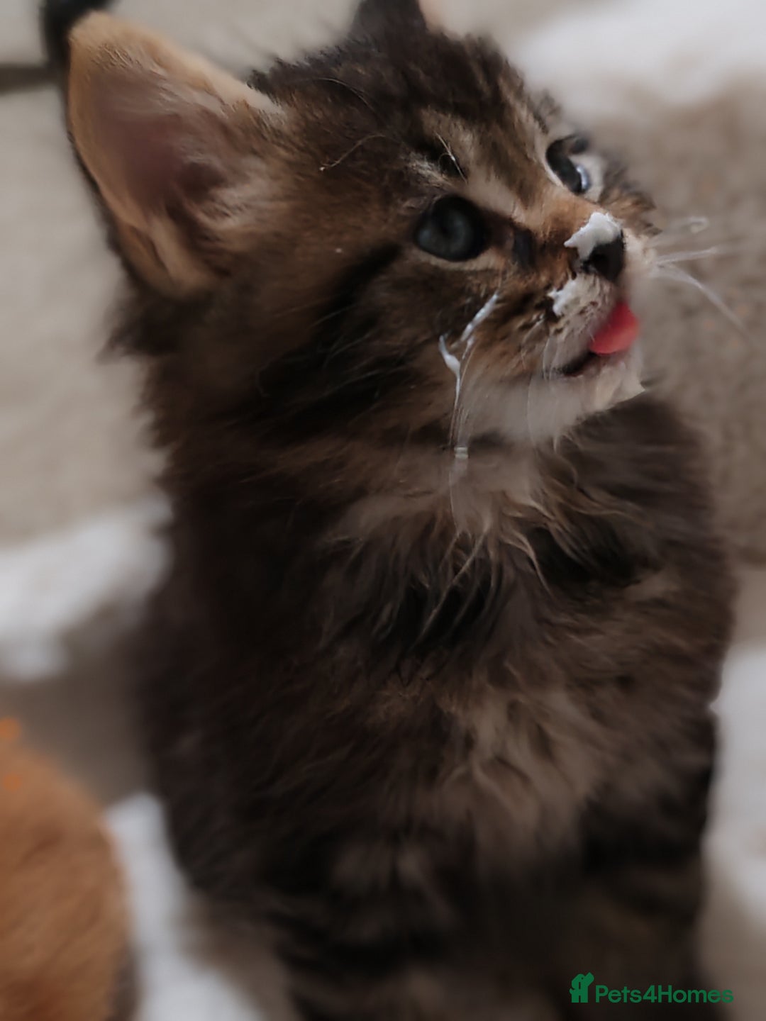 Maine Coon cats for sale: V. Vilma  - Advert 19