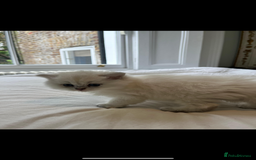 British Longhair cats for sale: GCCF Female BRITISH LONGHAIR - Image 9