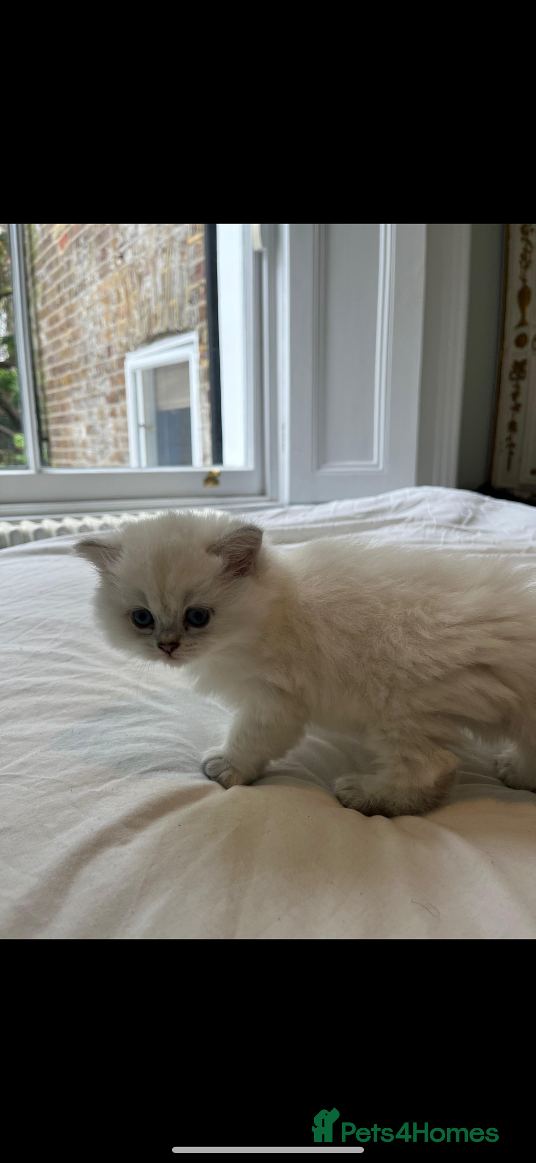 British Longhair cats for sale: GCCF Female BRITISH LONGHAIR - Image 9