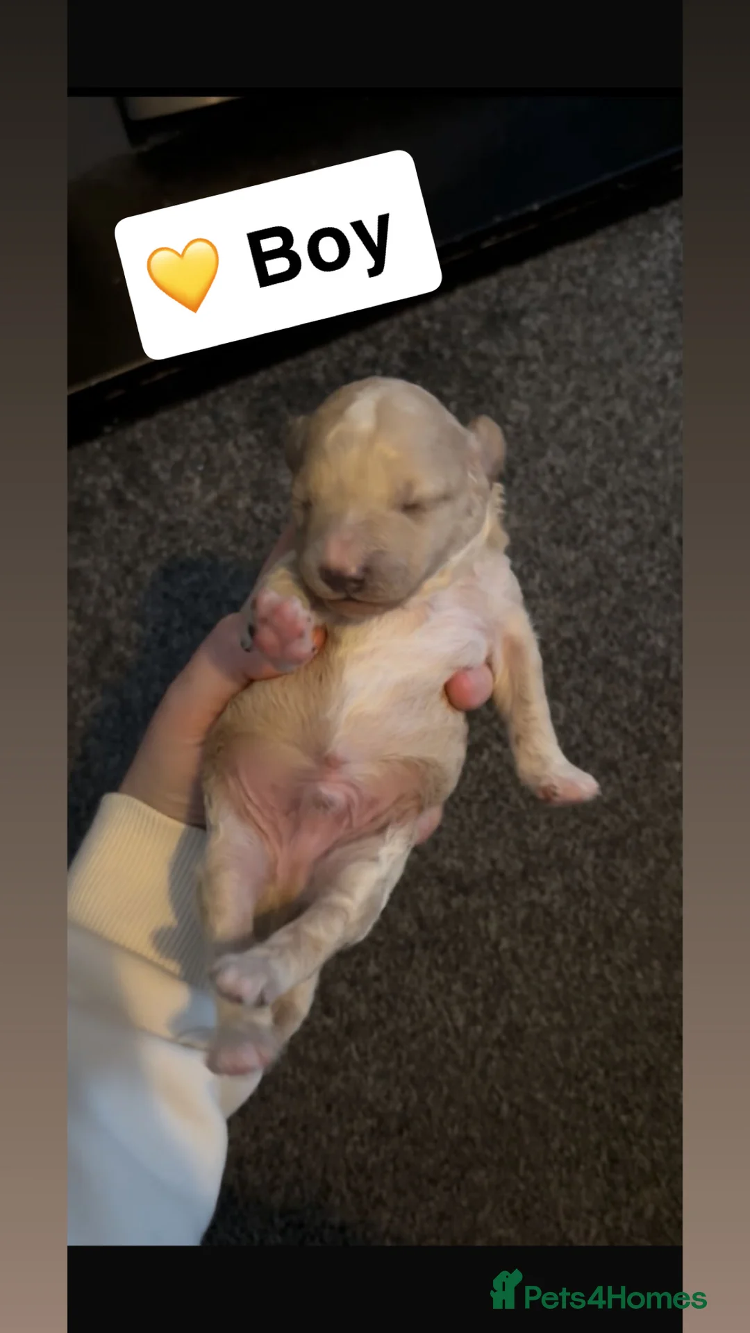 Poochon dogs for sale: Adorable Poochon puppies  - Advert 5