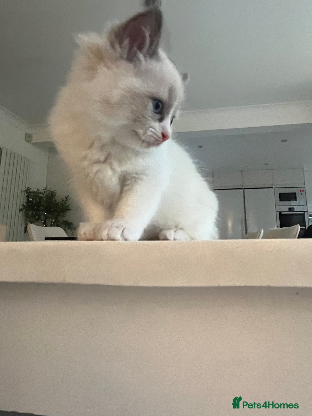Ragdoll cats for sale: Ragdoll Kittens Available January 2026 - Advert 18
