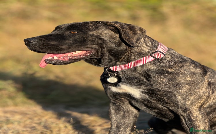 Presa Canario dogs - Advert 1