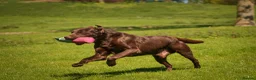 Labrador Retriever dogs for stud: Proven Fully Health Tested Working Chocolate Lab - Advert 7