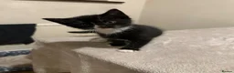 Mixed Breed cats for sale: Male Kittens  - Advert 12