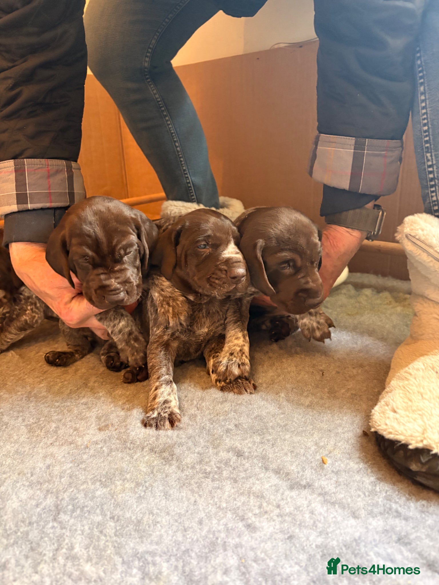 German Shorthaired Pointer dogs KC reg German shorthaired Pointer - Advert 1