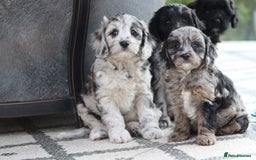 Cavapoo dogs for sale: F1 Cavapoo puppies for sale - Image 31