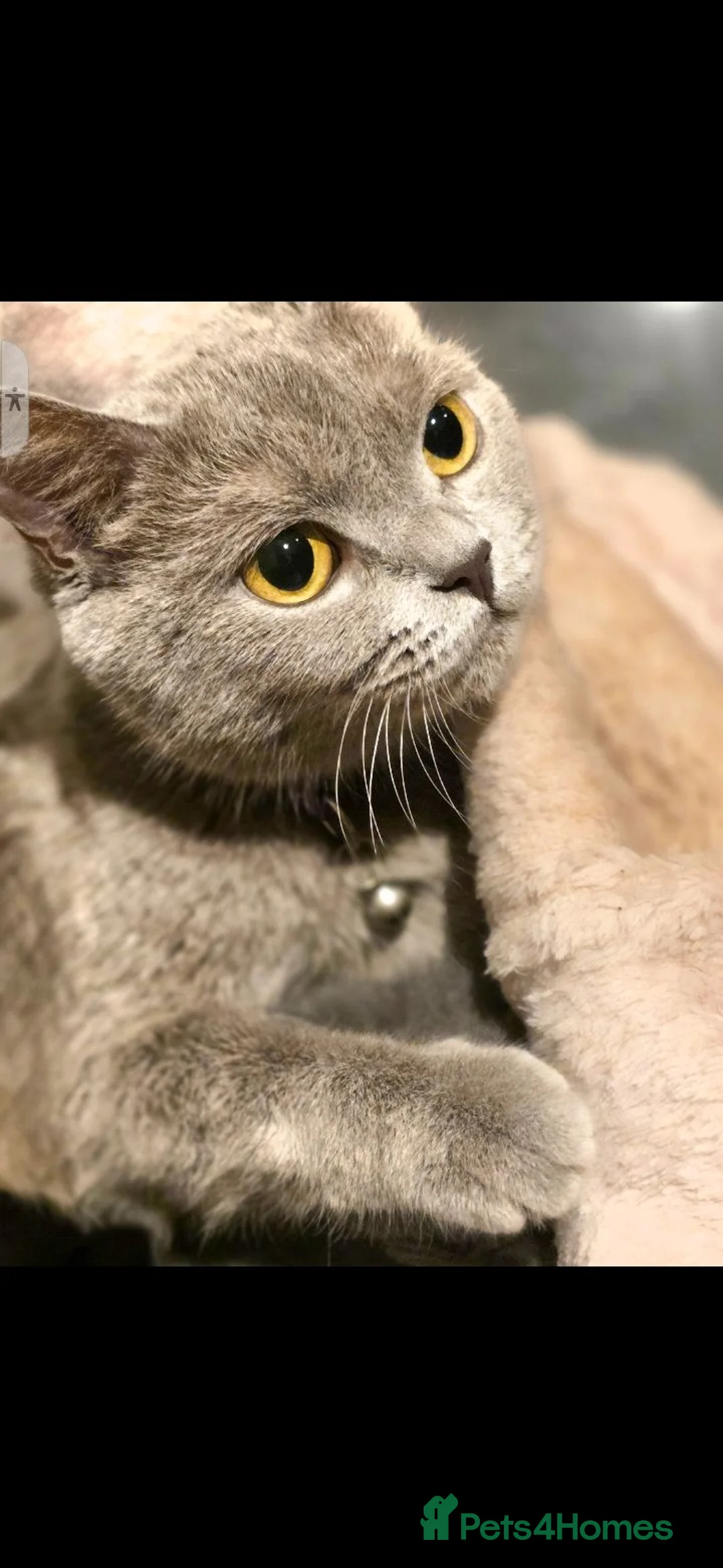 British Shorthair cats for sale: The cutest British Shorthair kittens  - Advert 2