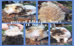 Guinea Pig rodents for sale: Male guinea pigs for sale. Singles and pairs - Image 4