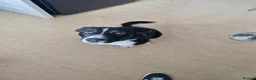 Border Collie dogs for sale: Border Collie, 6 month old, in Wigan - Advert 4