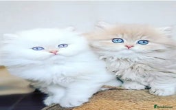 Persian cats for sale: Adorable Kittens Available✨ - Image 3
