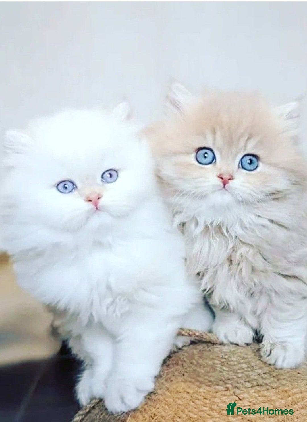 Persian cats for sale: Adorable Kittens Available✨ - Image 3