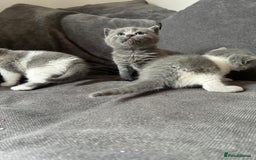British Shorthair cats for sale: British shorthair cross - Image 10