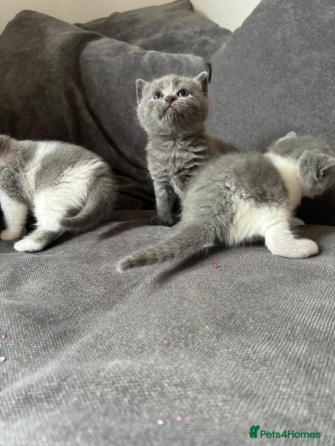 British Shorthair cats for sale: British shorthair cross - Image 10