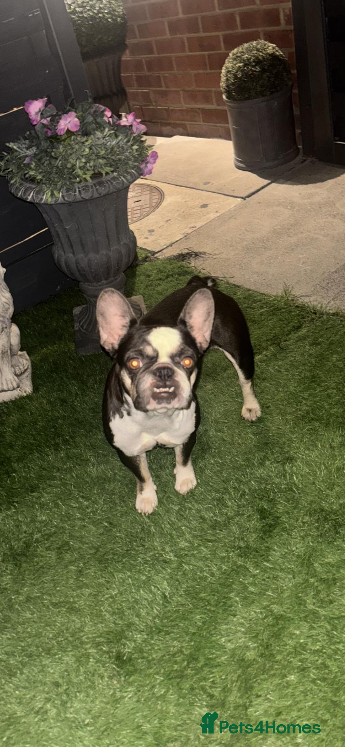 French Bulldog dogs 5 beautiful French bulldog puppies for sale 😍 - Advert 1