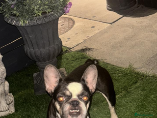 French Bulldog dogs 5 beautiful French bulldog puppies for sale 😍 - Advert 2