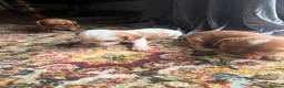 Cavalier King Charles Spaniel dogs for sale: King Charles Cavalier Puppies - Advert 13