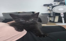 Domestic Shorthair cats for sale: 10 week old boy - Image 1